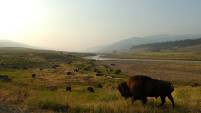 Yellowstone NP - Lamar Valley